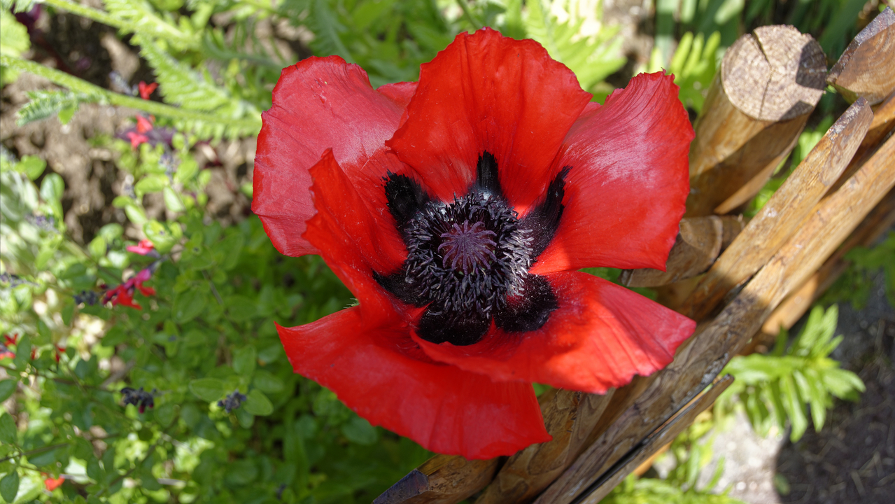 20190529-121313•Giverny (Jardin de Monet)•Limetz-Villez•Ile-de-France•France